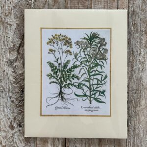 Grafika – „Starzec jakubek”