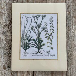 Grafika – „Zatrwian”