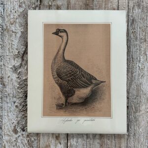 Grafika – „Gęś”