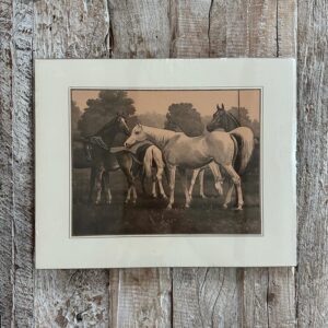 Grafika – „Stado koni”