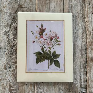 Grafika – „Róża biała pnąca”