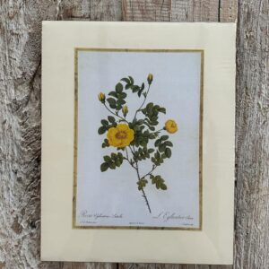 Grafika – „Róża żółta drobna”