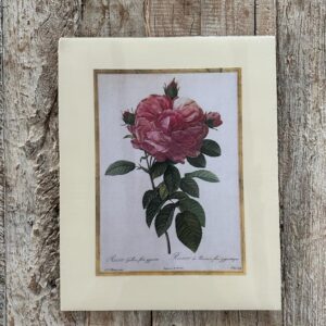 Grafika – „Róża różowa wielkokwiatowa”