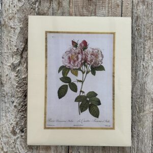 Grafika – „Róża różowa”