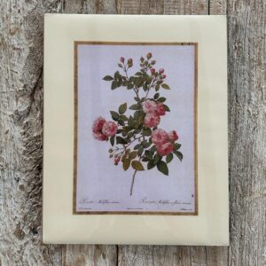 Grafika „róża różowa drobnokwiatowa” 28×35 cm