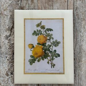 Grafika  „róża herbaciana” 28×35 cm