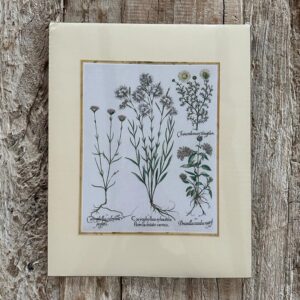 Grafika – „Goździk pyszny”