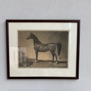 Grafika – „Koń arabski”