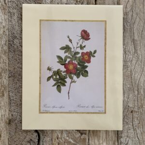Grafika „róża burgundowa” 28×35 cm