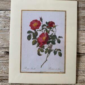 Grafika „Róża malinowa”