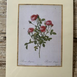 Grafika – „Róża różowa drobna”