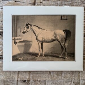 Grafika „koń w stajni siwy” 28×35 cm