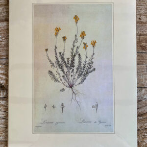 Grafika z serii drobne kwiaty – „Linaria pyrenaica”