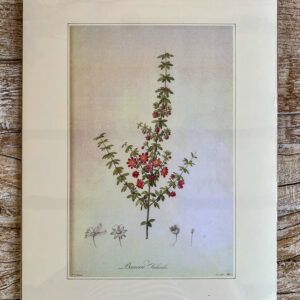 Grafika z serii drobne kwiaty – „Bauera rubioides”