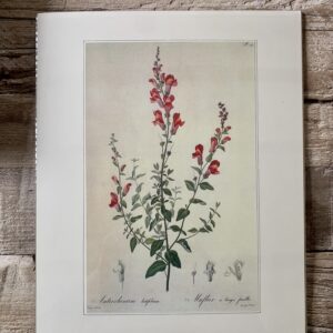 Grafika z serii drobne kwiaty – „Antirrhinum latifolium”