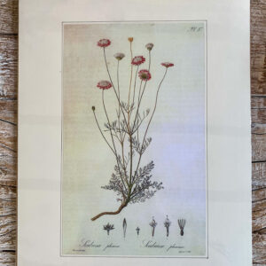 Grafika z serii drobne kwiaty – „Scabiosa plumosa”