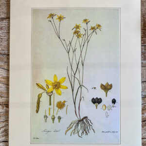 Grafika z serii drobne kwiaty – „Tricoryne elatior”