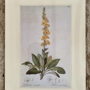 Grafika – „Dziewanna”