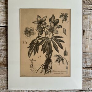 Grafika – „Ciemiernik”