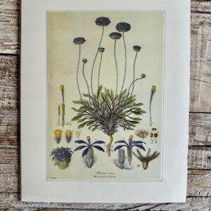 Grafika – „Brunonia”