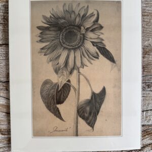 Grafika – „Słonecznik”