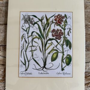 Grafika – „Groszek pachnący”