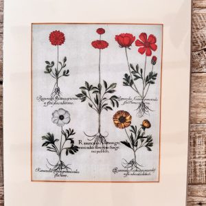 Grafika – „Jaskry”