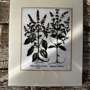 Grafika – „Bazylia”