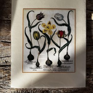 Grafika – „Tulipany 2”