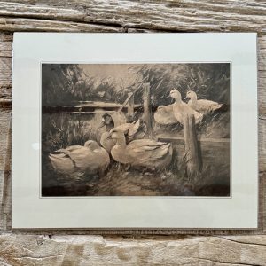 Grafika – „Kaczki”