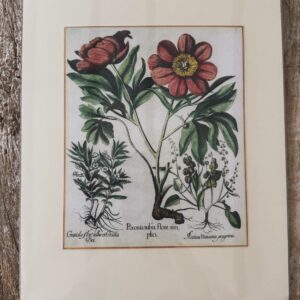 Grafika – „piwonia 2”