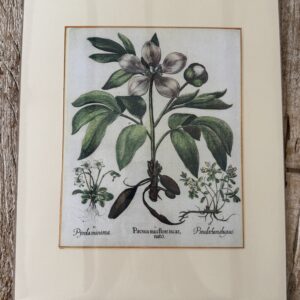 Grafika – „piwonia 3”